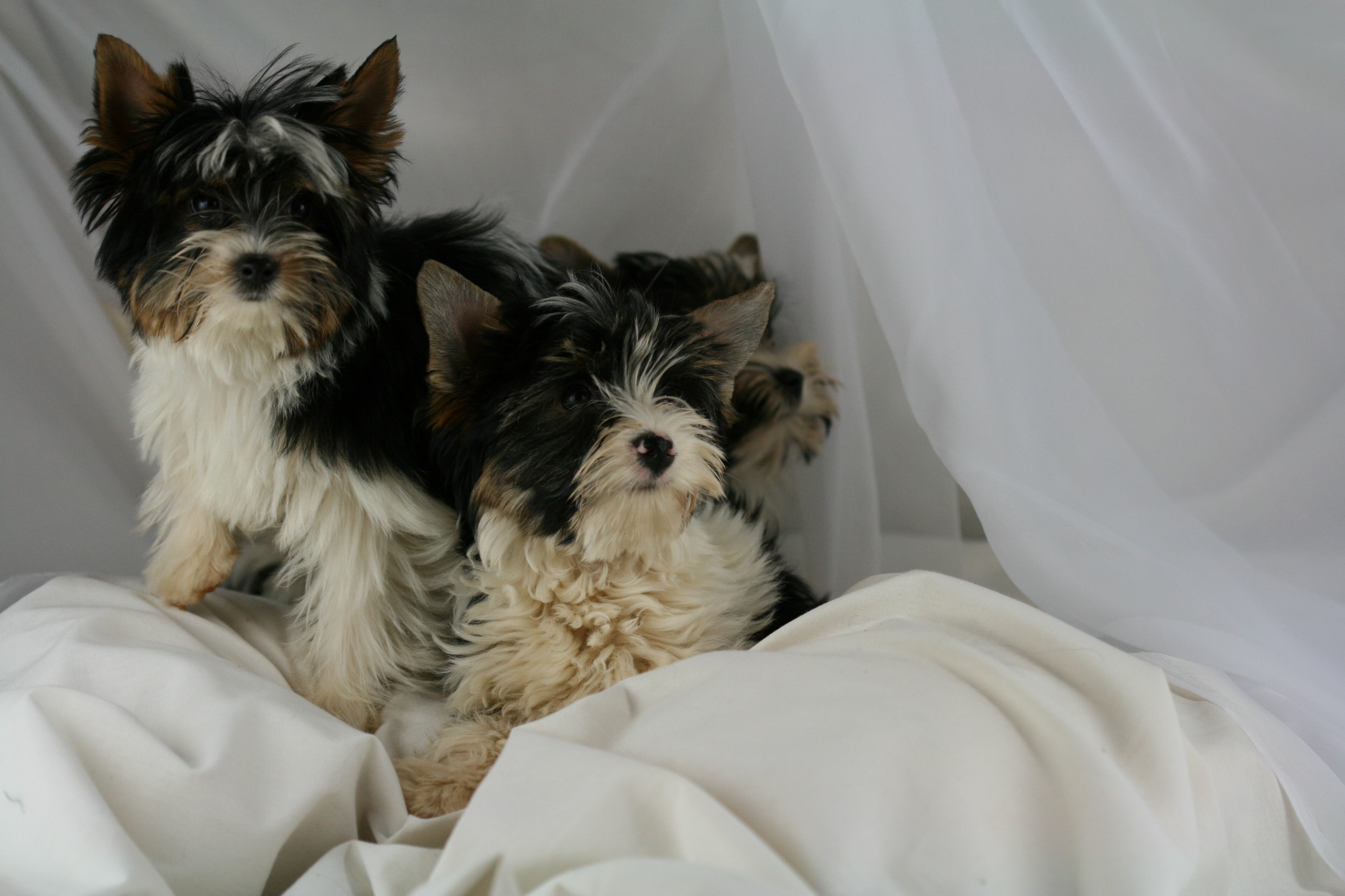 Puppies (2)
