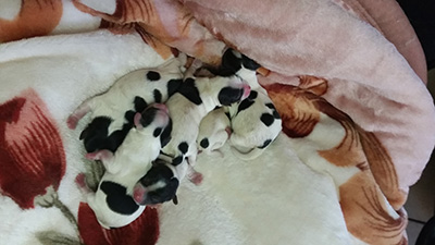 bertha puppies 22May